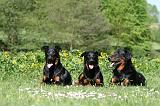 BEAUCERON 907